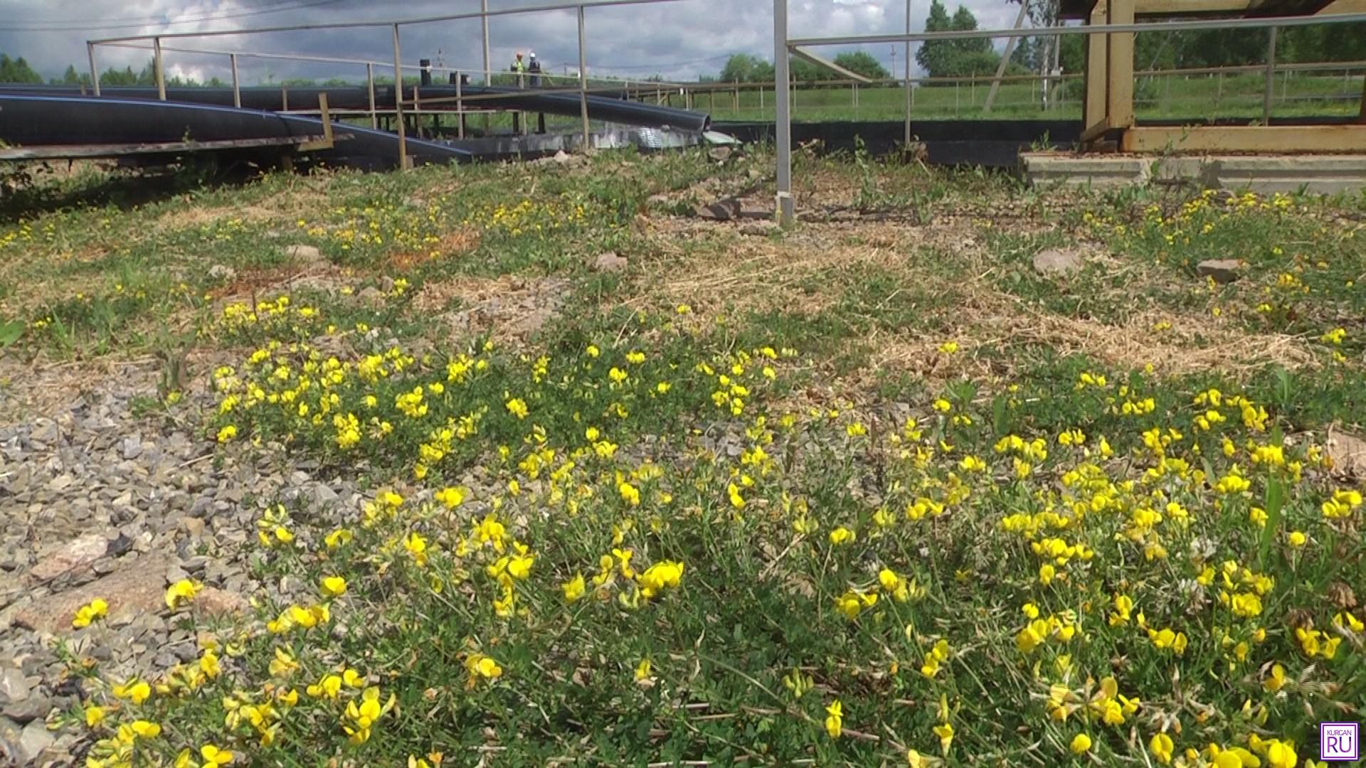 У резервуара (на заднем плане), в который из скважин поступает соляной раствор с ураном, растут трава и цветы. Фото Информационного агентства «KURGAN.RU».
